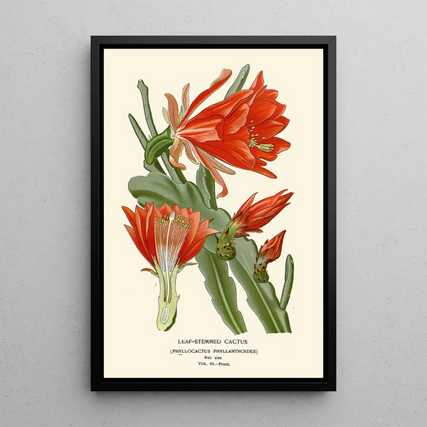 Reproductie van het schilderij Cactus à tiges feuillues - Edward Step | Reproduction