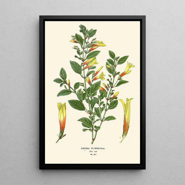 Libonia floribunda - Edward Step — ingelijst kunstwerk aan de muur