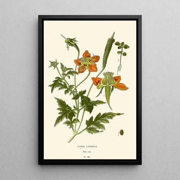 Loasa lateritia - Edward Step — ingelijst kunstwerk aan de muur