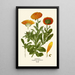 Forget-me-not - Edward Step — framed artwork on a wall