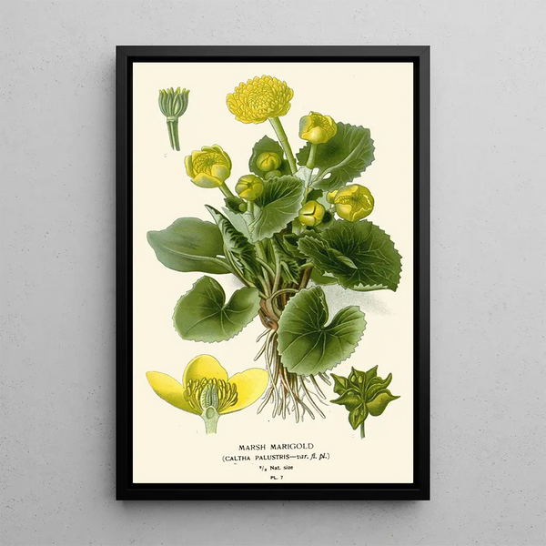 Caltha des marais - Edward Step — ingelijst kunstwerk aan de muur