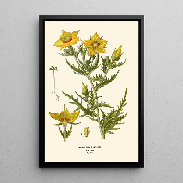 Reproductie van het schilderij Mentzelia Lindleyi - Edward Step | Reproduction