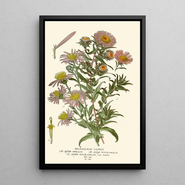 Asters de la Saint-Michel - Edward Step — ingelijst kunstwerk aan de muur