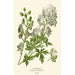 Aconite - Edward Step — artwork view
