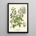 Aconite - Edward Step — framed artwork on a wall