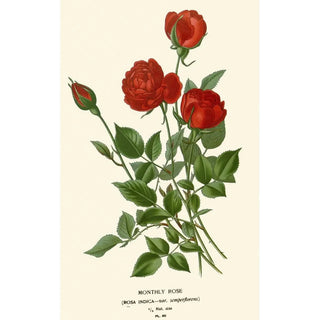 Edward Step - Monthly Rose.webp