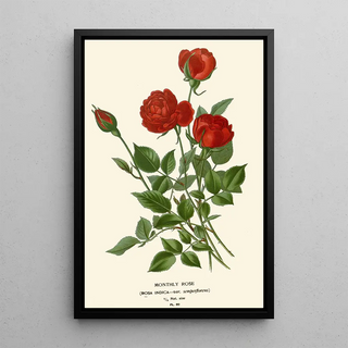 Edward Step - Monthly Rose.webp