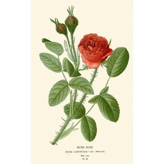 Edward Step - Moss Rose.webp