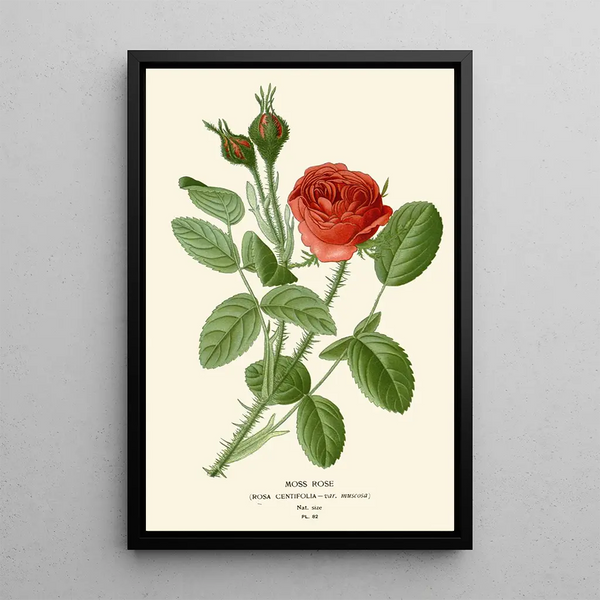Rose mousse - Edward Step — ingelijst kunstwerk aan de muur