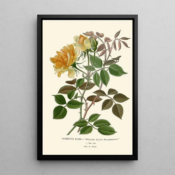 Reproductie van het schilderij Rose Noisette - Edward Step