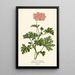 Reproduction of the painting Geranium with Oak Leaves - Edward Step