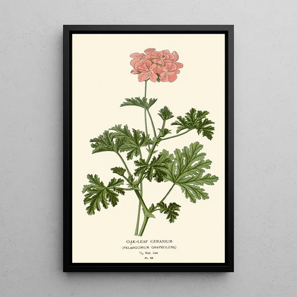 Reproductie van het schilderij Geranium met eikenbladeren - Edward Step