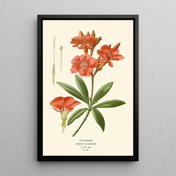 Reproductie van het schilderij Laurier-rose - Edward Step