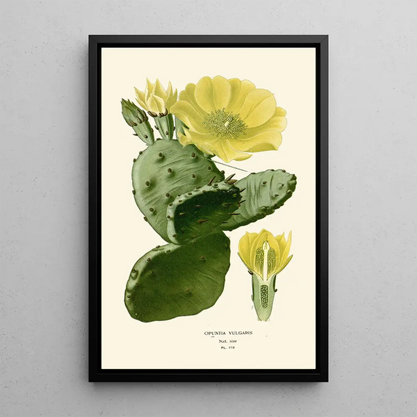 Reproductie van het schilderij Opuntia vulgaris - Edward Step