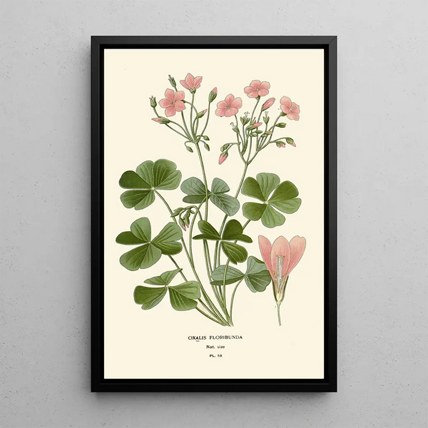 Reproductie van het schilderij Oxalis floribunda - Edward Step
