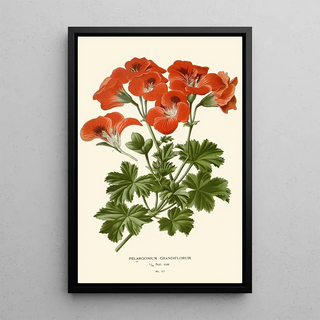 Edward Step - Pelargonium Grandiflorum.webp