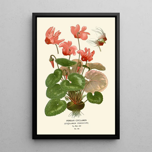 Cyclamen de Perse - Edward Step — ingelijst kunstwerk aan de muur
