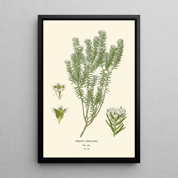 Reproductie van het schilderij Phylica ericoides - Edward Step