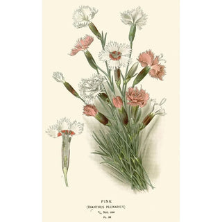 Edward Step - Pink.webp