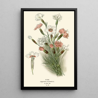 Edward Step - Pink.webp