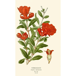 Edward Step - Pomegranate.webp