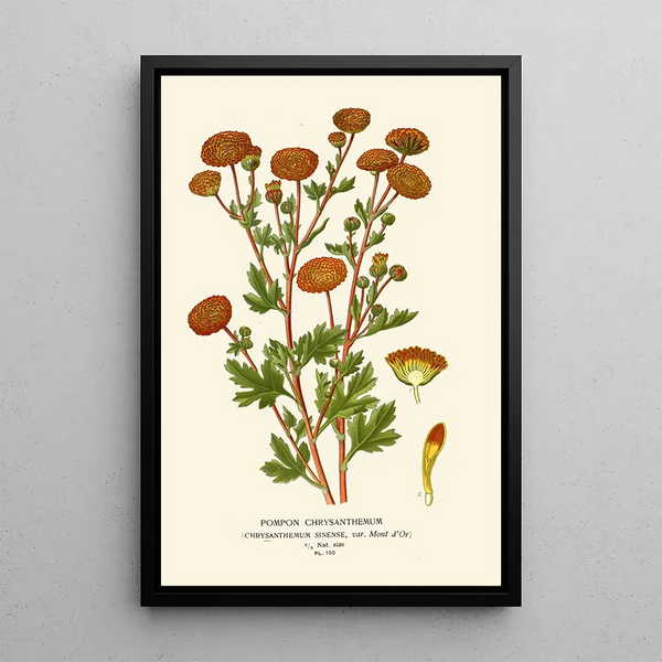Chrysanthème Pompon - Edward Step — ingelijst kunstwerk aan de muur