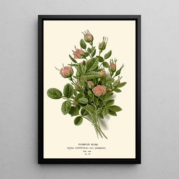 Reproductie van het schilderij Rose Pompon - Edward Step