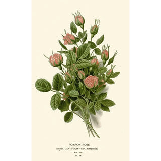 Edward Step - Pompon Rose.webp