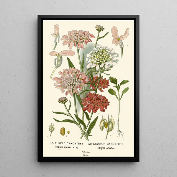 Reproductie van het schilderij Iberis Violet Iberis Commun - Edward Step