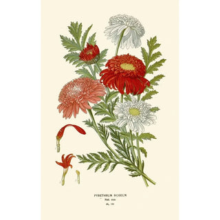 Edward Step - Pyrethrum Roseum.webp