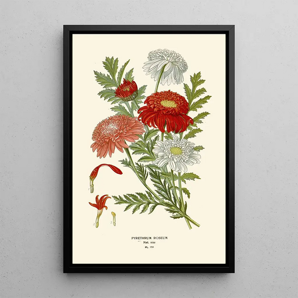 Pyrèthre Roseum - Edward Step — ingelijst kunstwerk aan de muur