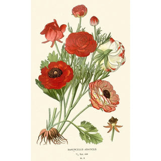 Edward Step - Ranunculus Asiaticus.webp
