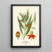 Tête Rouge - Edward Step — framed artwork on a wall