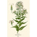 Reproduction of the painting Roquette - Edward Step