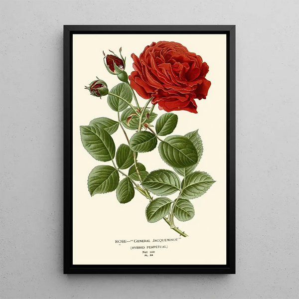 Reproductie van het schilderij Rose Général Jacqueminot - Edward Step