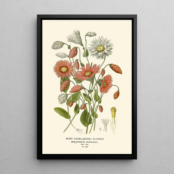 Immortelle Rosée - Edward Step — ingelijst kunstwerk aan de muur