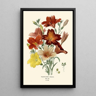 Edward Step - Salpiglossis Sinuata.webp