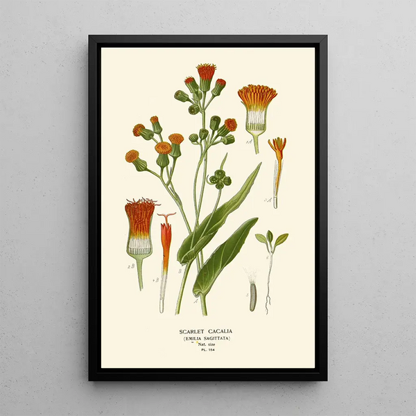 Cacalia Écarlate - Edward Step — ingelijst kunstwerk aan de muur