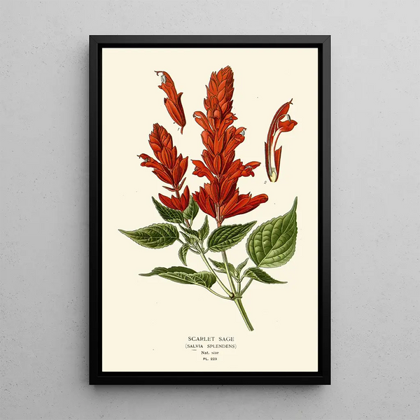 Sauge Écarlate - Edward Step — ingelijst kunstwerk aan de muur