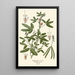 Reproduction of the painting Plant Sensitive - Edward Step