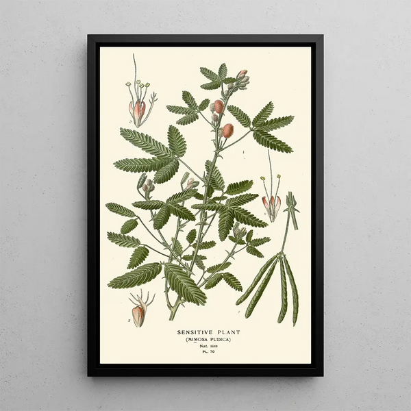 Reproductie van het schilderij Plante Sensitive - Edward Step