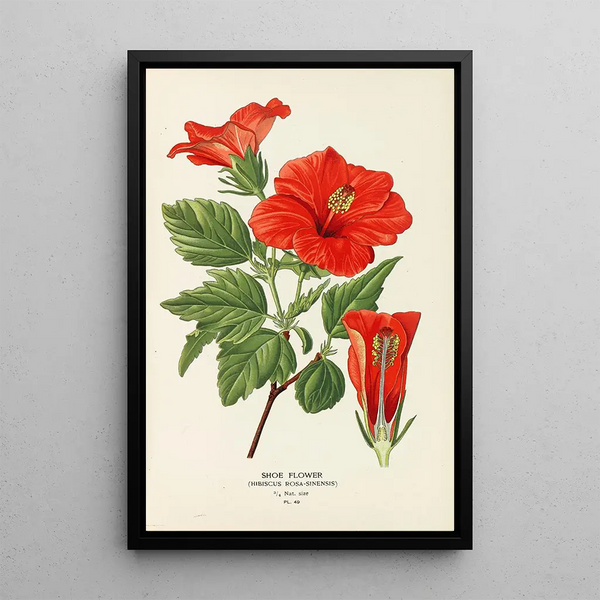 Fleur de Chaussure - Edward Step — ingelijst kunstwerk aan de muur