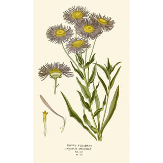 Edward Step - Showy Fleabane.webp