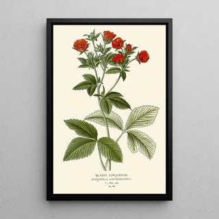 Edward Step - Silvery Cinquefoil.webp