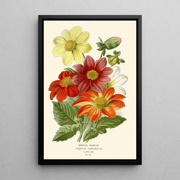 Reproductie van het schilderij Dahlia Simple - Edward Step
