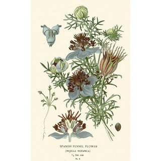 Edward Step - Spanish Fennel Flower.webp