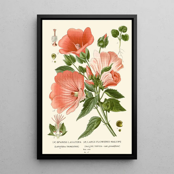 Reproductie van het schilderij Mauve d'Espagne Maloppe à Grandes Fleurs - Edward Step