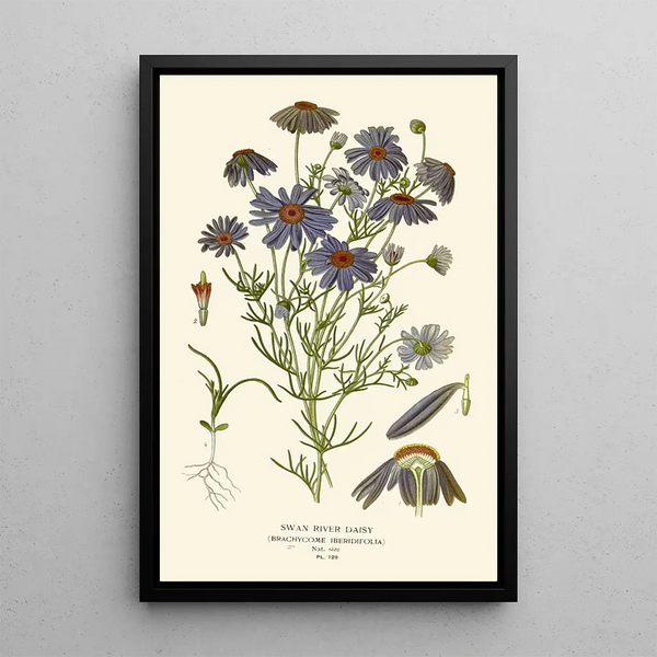 Marguerite du Fleuve Swan - Edward Step — ingelijst kunstwerk aan de muur