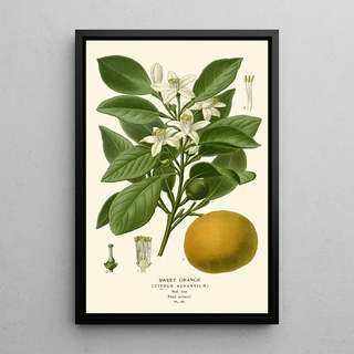 Edward Step - Sweet Orange.webp