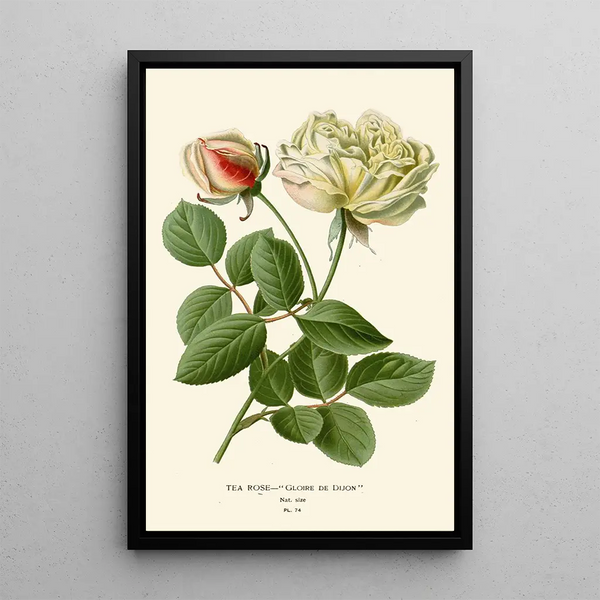 Reproductie van het schilderij Rose Thé - Edward Step